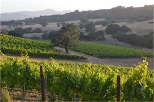 Rancho Boa Vista Vineyards